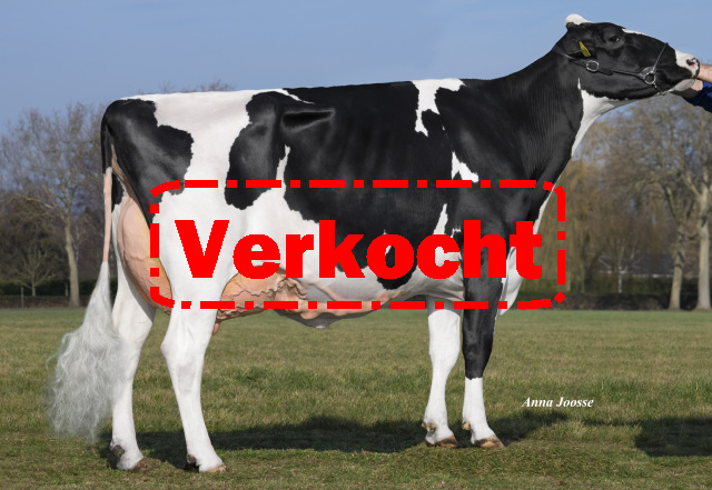 Stierkalf uit de ATWOOD familie!