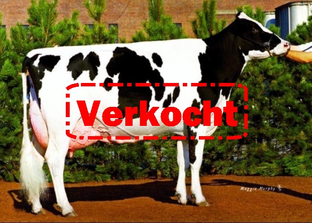 Stierkalf uit de ATWOOD familie!