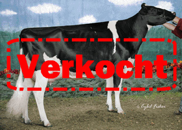 Stierkalf uit de ATWOOD familie!