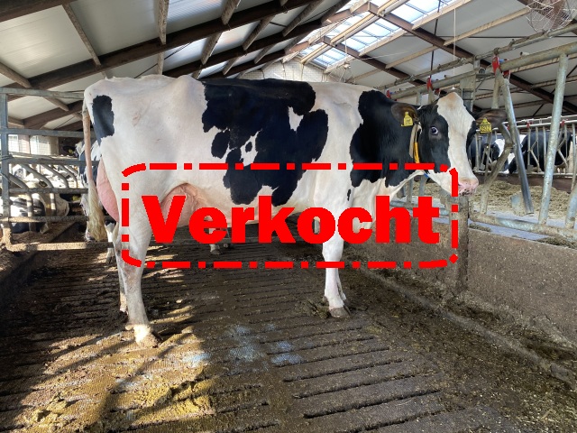 Stierkalf uit Savage-leigh Licorice EX92