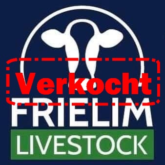 Lang drachtige kruislingvaarzen