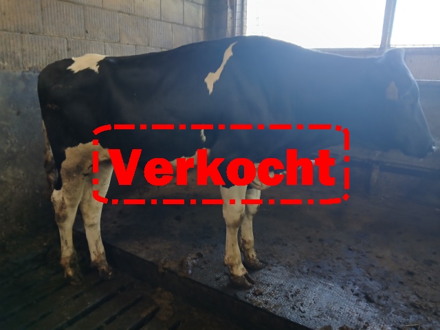 Dekstier A2A2 BB 3200 gTPI!!!