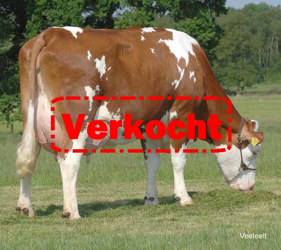 Fleckviehveiling Miesbach