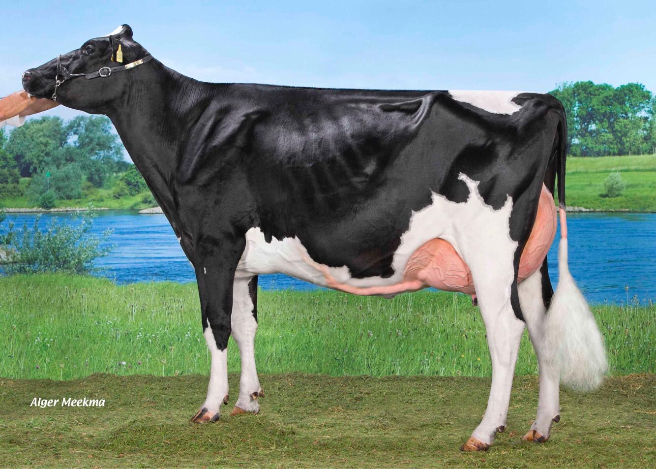 Bert Meijering BM Livestock BV