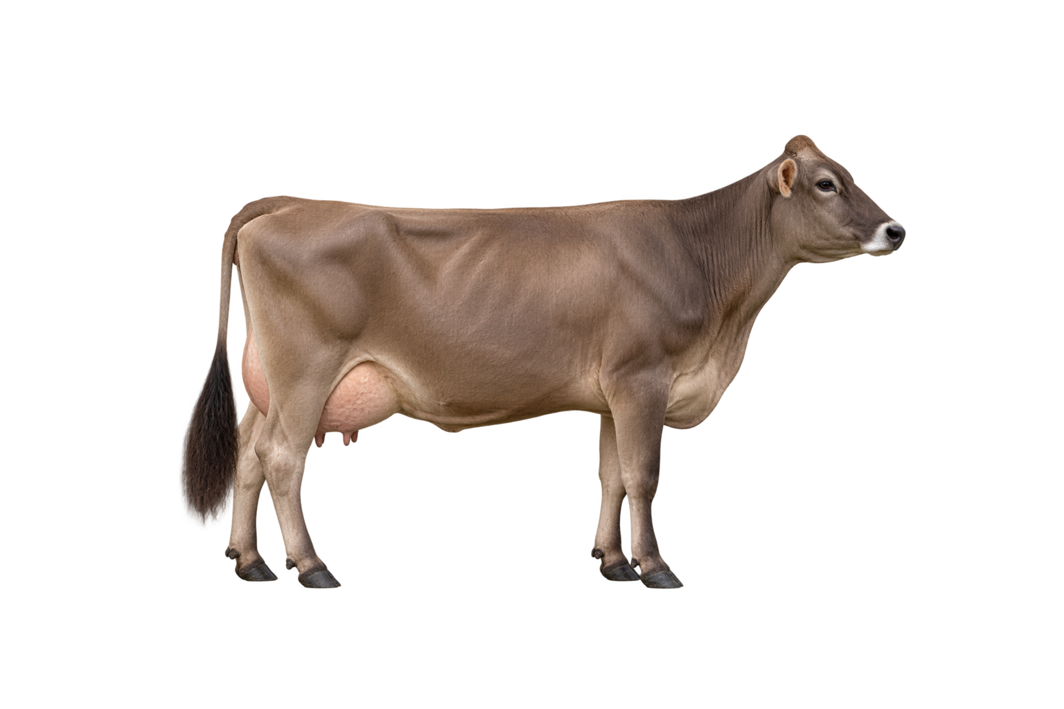 Brown Swiss