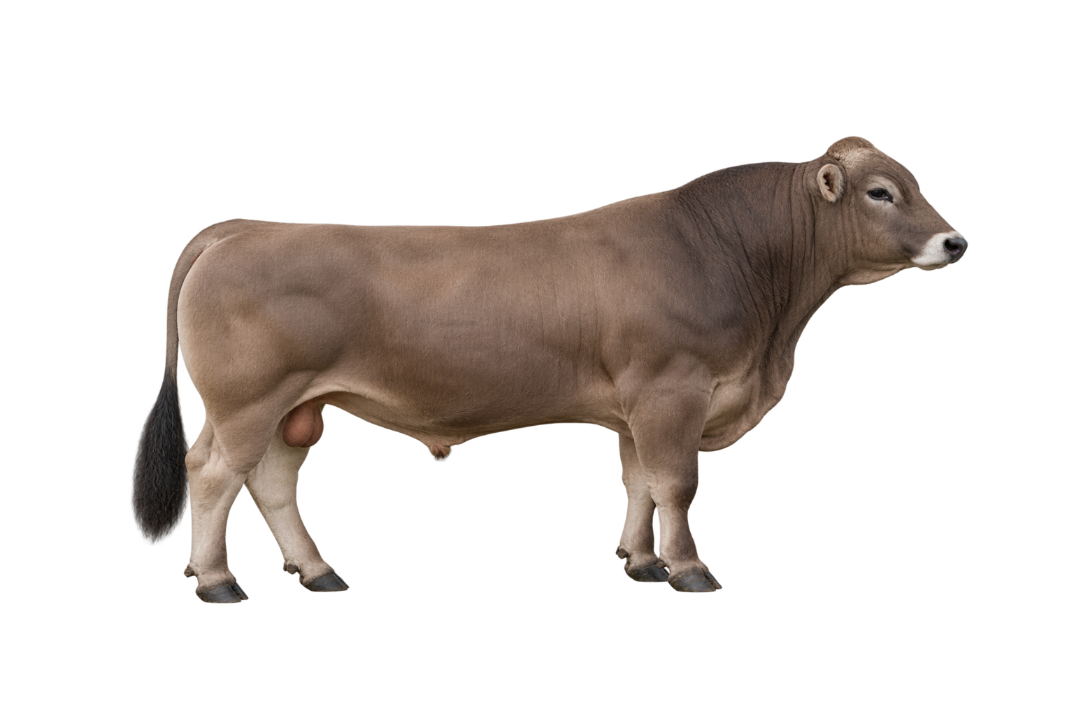 Brown Swiss dekstier