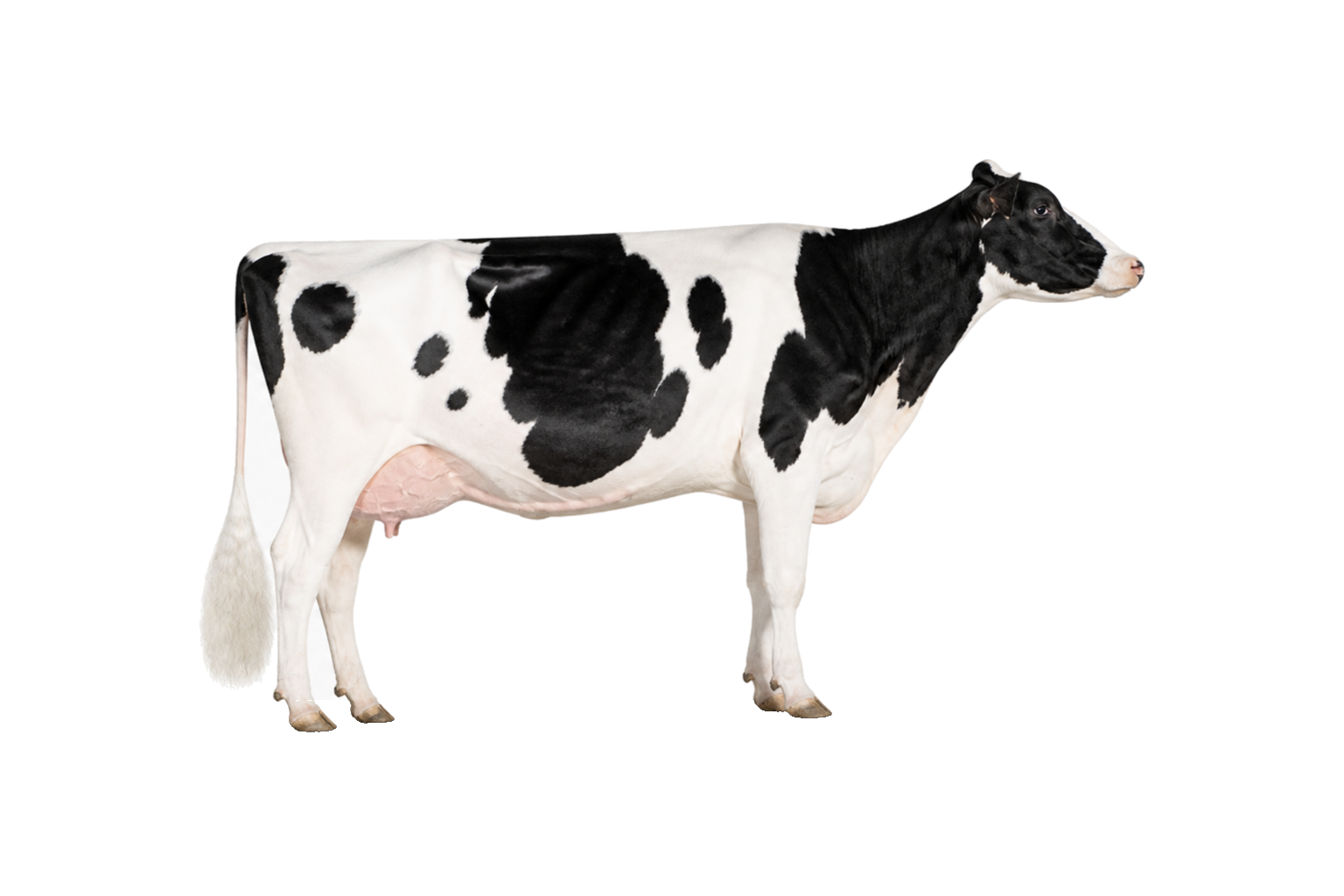 Hollandse melkkoeien