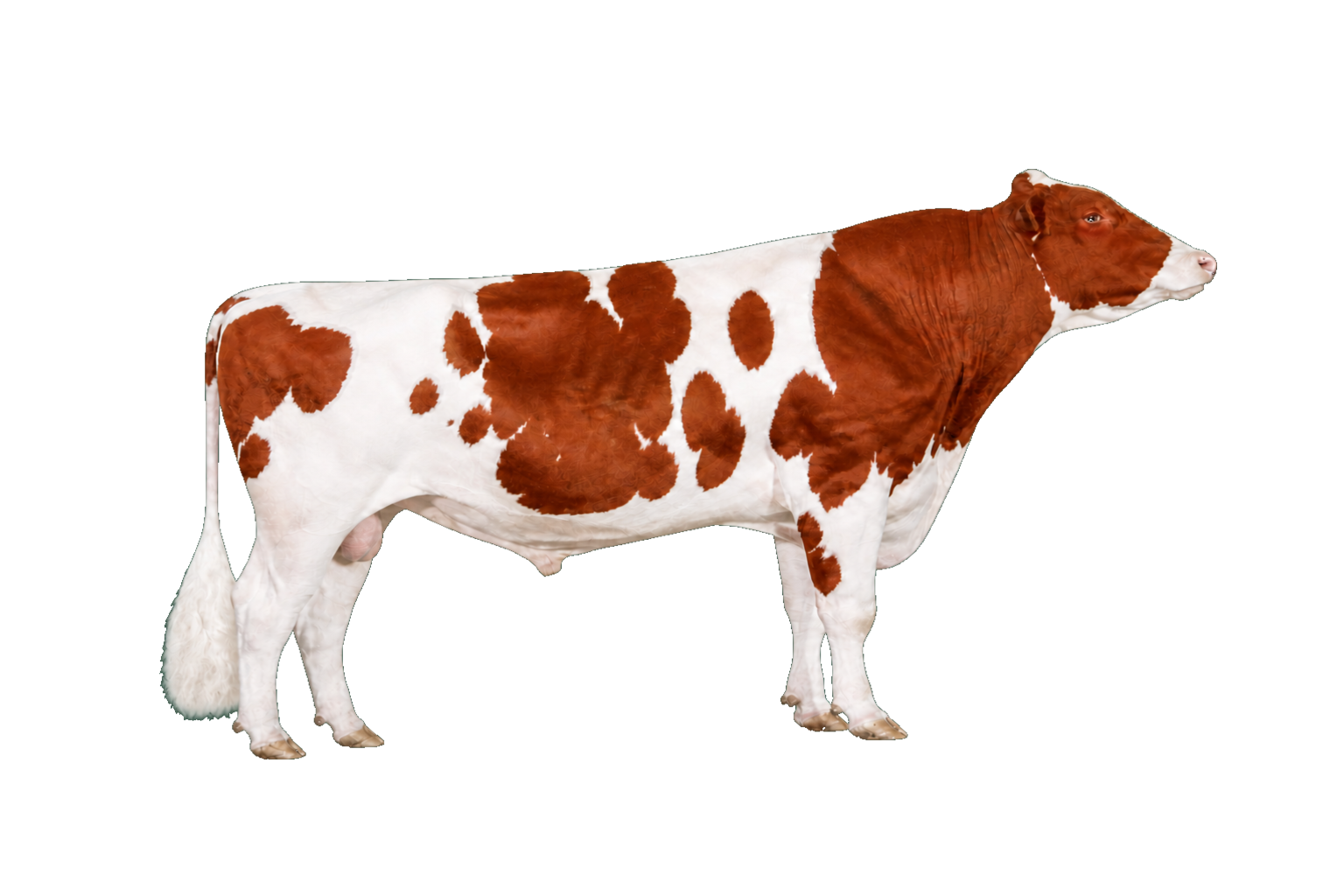 Holstein Dekstier
