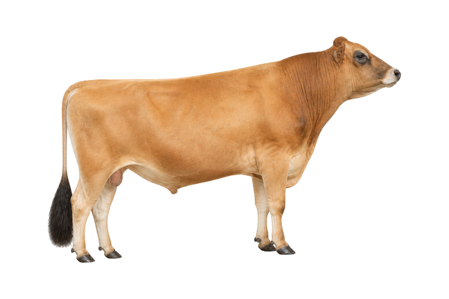 Jersey kruising dekstier