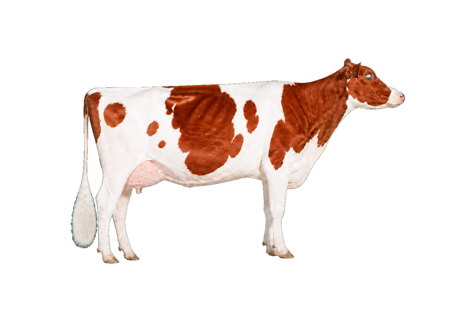 Red Holstein