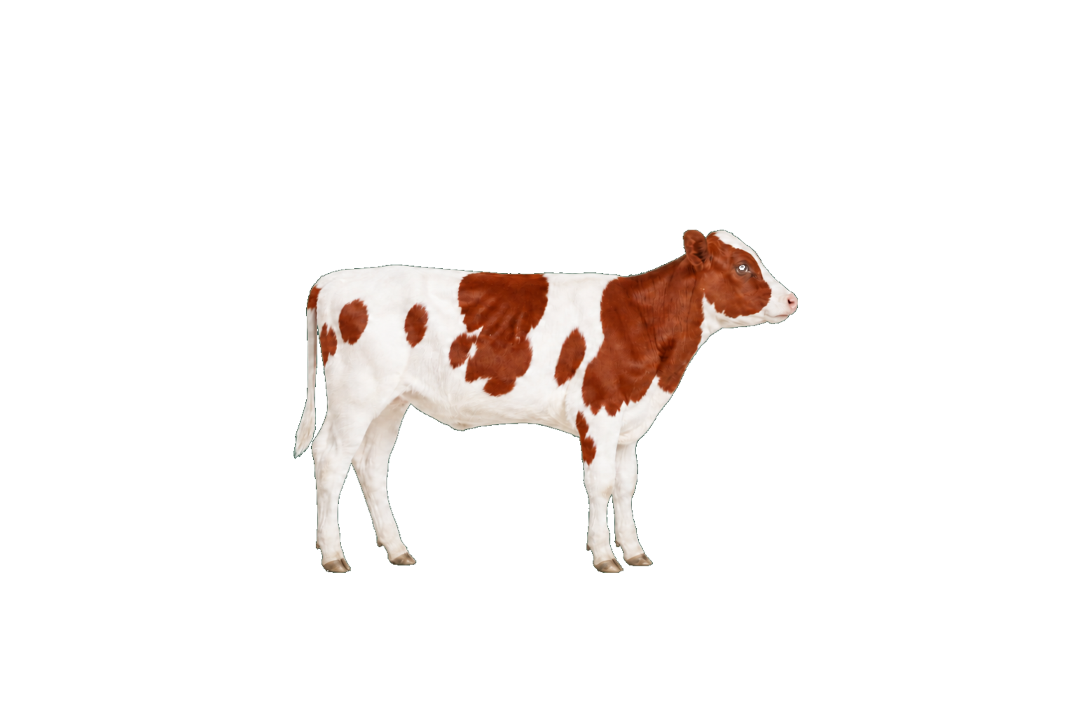 Halfbroer van Duitslands nummer 1 – Koepon Duett PP Red | Ho